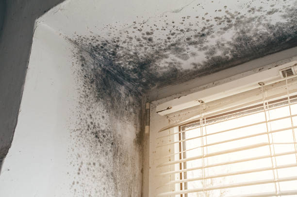 Affordable Crawl Space Mold Removal solutions in Leonardo, NJ